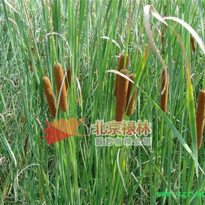 供应北京禄林蒲黄蒲黄种子 蒲棒粉 中药材种子