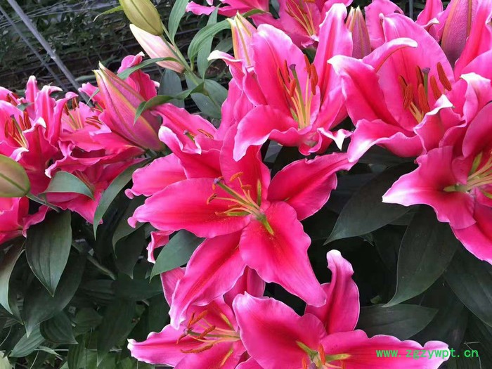 中药材种植百合种苗批发图8