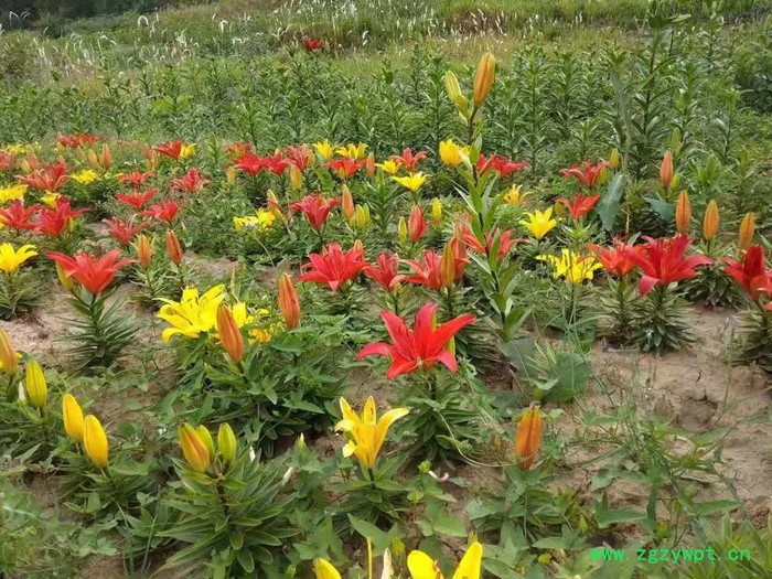 中药材种植百合种苗批发图7