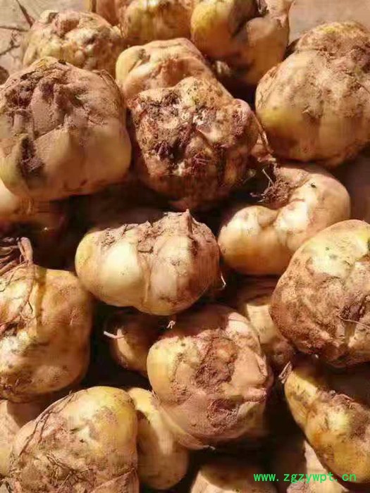 中药材种植百合种苗批发图2