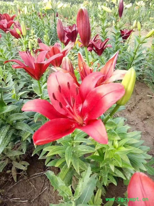 中药材种植百合种苗批发图4