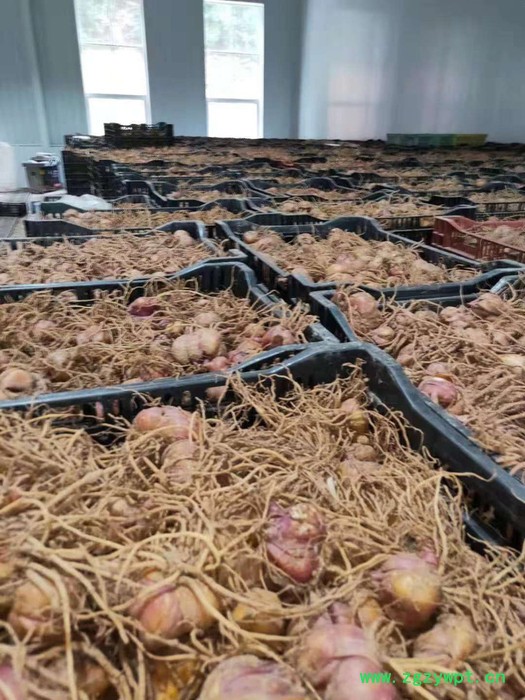 中药材种植百合种苗批发图3