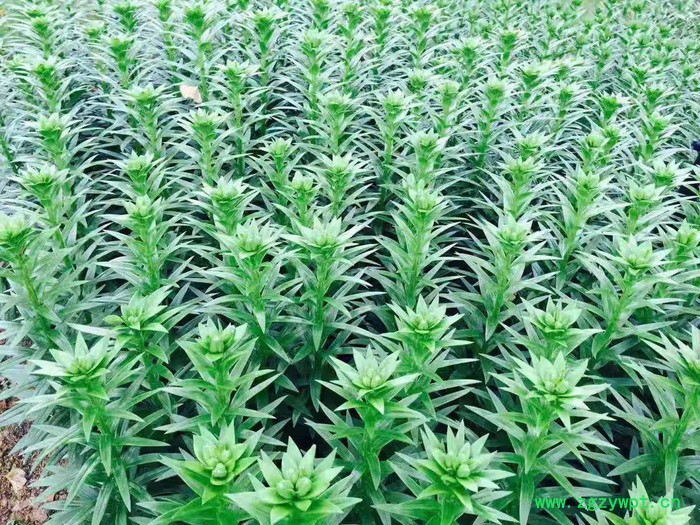 中药材种植百合种苗批发图5