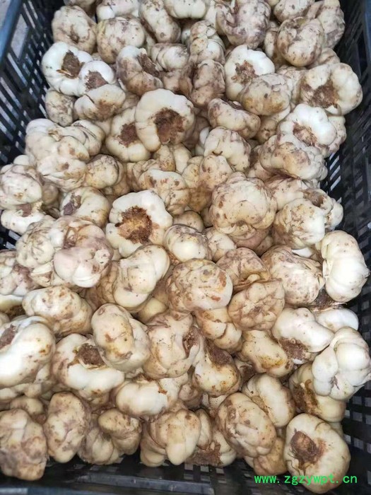 中药材种植百合种苗批发