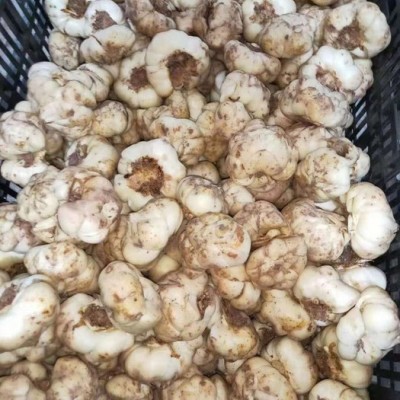 中药材种植百合种苗批发