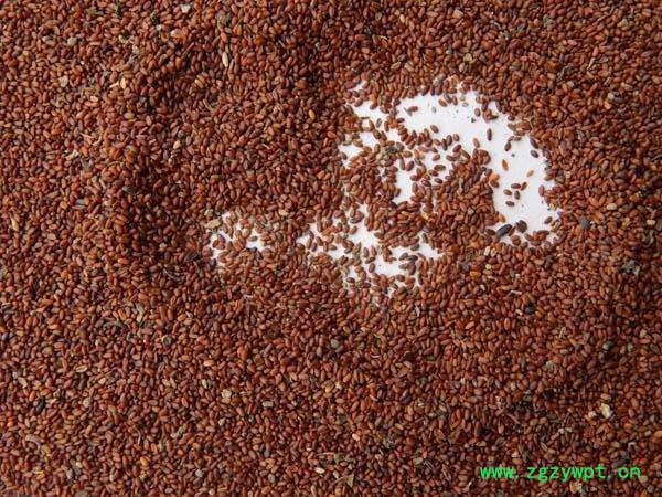 质量好的中药材种子。中药材种子厂家图2