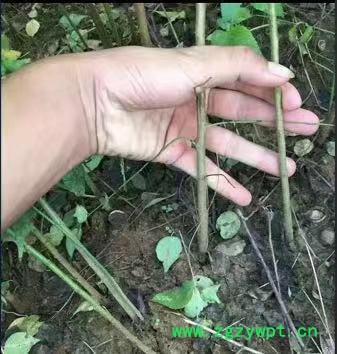 百科 中药材种植2019农村致富新项目（你种我收）图4