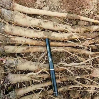 百科 中药材种植2019农村致富新项目（你种我收）