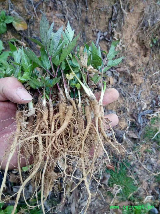 百科 中药材种植2019农村致富新项目（你种我收）图3