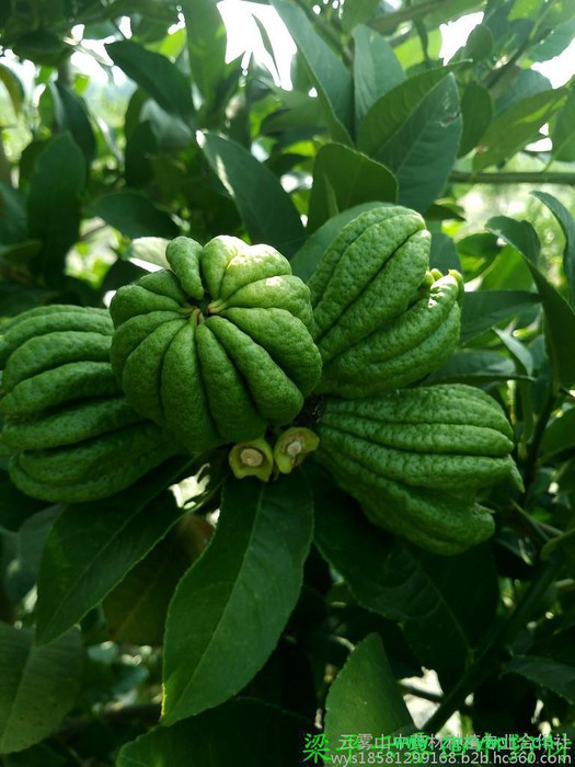 佛手苗，中药材佛手结果苗 川佛手基地，重庆佛手苗，佛手苗价格，佛手种植前景，中药材种植效益分析图8