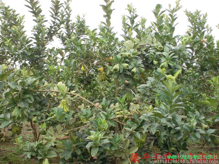 佛手苗，中药材佛手结果苗 川佛手基地，重庆佛手苗，佛手苗价格，佛手种植前景，中药材种植效益分析图5