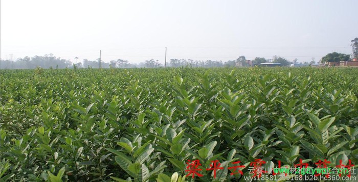 佛手苗，中药材佛手结果苗 川佛手基地，重庆佛手苗，佛手苗价格，佛手种植前景，中药材种植效益分析图4