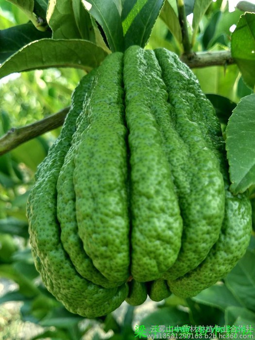 佛手苗，中药材佛手结果苗 川佛手基地，重庆佛手苗，佛手苗价格，佛手种植前景，中药材种植效益分析图2