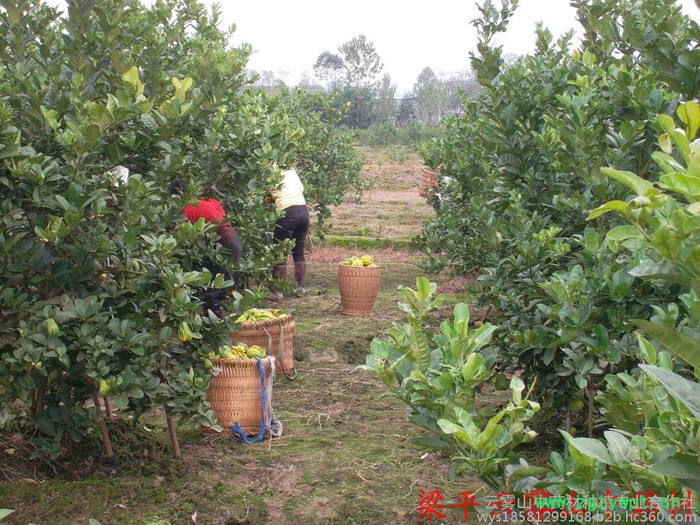 佛手苗，中药材佛手结果苗 川佛手基地，重庆佛手苗，佛手苗价格，佛手种植前景，中药材种植效益分析图6