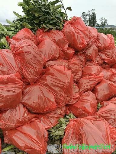 佛手苗，中药材佛手结果苗 川佛手基地，重庆佛手苗，佛手苗价格，佛手种植前景，中药材种植效益分析图3