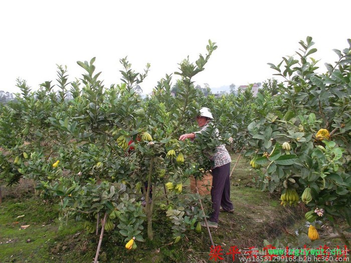 佛手苗，中药材佛手结果苗 川佛手基地，重庆佛手苗，佛手苗价格，佛手种植前景，中药材种植效益分析图7