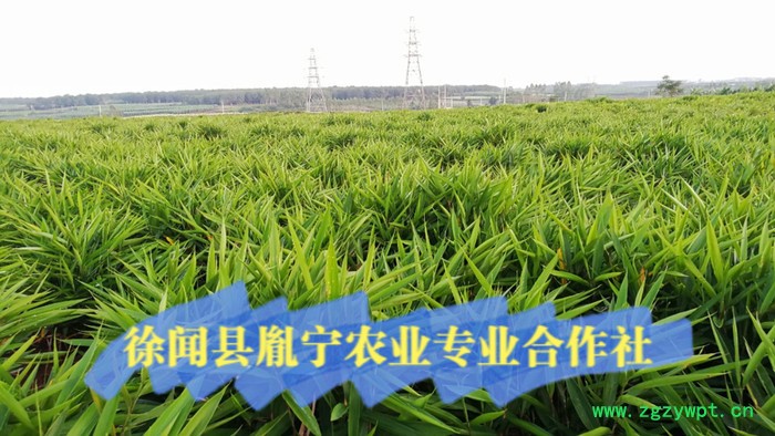 广东徐闻县道地产地直销 高良姜 小良姜 良姜 道地中药材大货(徐闻良姜)图3