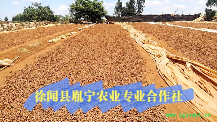 广东徐闻县道地产地直销 高良姜 小良姜 良姜 道地中药材大货(徐闻良姜)图2