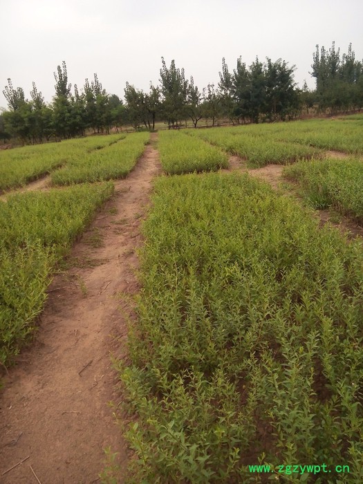 供应枸杞苗 黑枸杞苗 枸杞种苗等中药材种苗图4