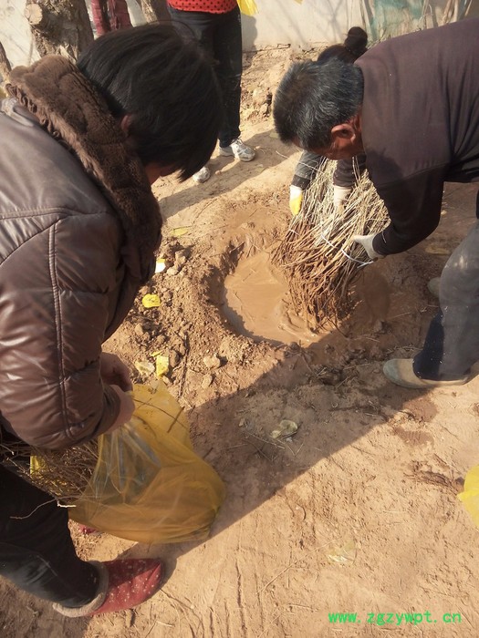 供应 黑枸杞苗 枸杞苗 枸杞种苗等中药材种苗