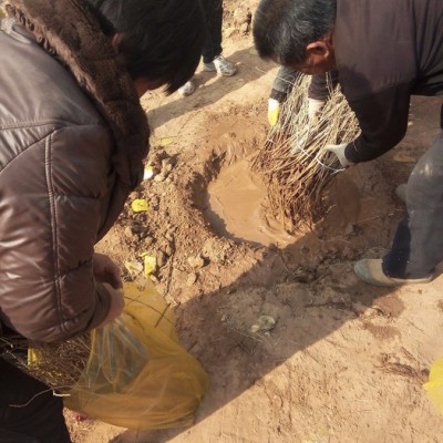 供应 黑枸杞苗 枸杞苗 枸杞种苗等中药材种苗