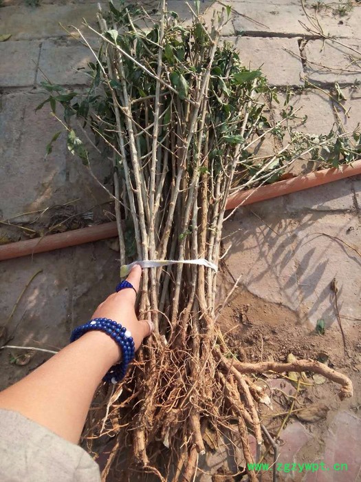 供应 黑枸杞苗 枸杞苗 枸杞种苗等中药材种苗图3