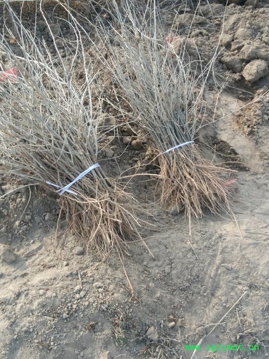 供应 黑枸杞苗 枸杞苗 枸杞种苗等中药材种苗图4