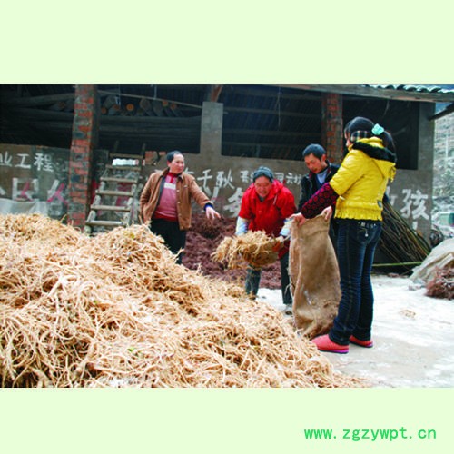 弘程前胡植物药材中药材图2