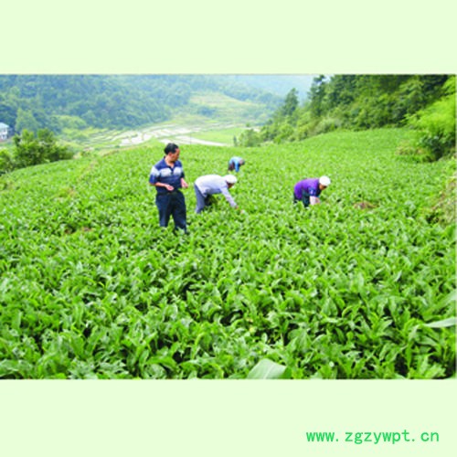 弘程紫菀植物药材中药材图4