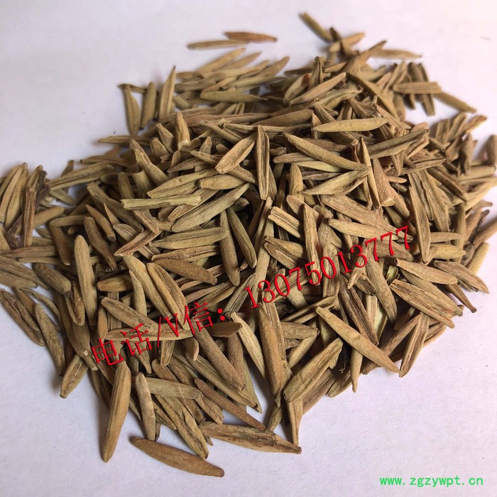 冷背中药材止泻木子图2