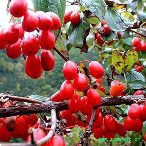 兴源农业山茱萸 中药材图3