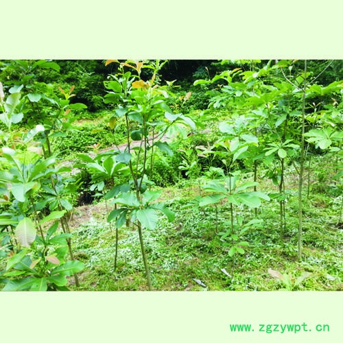 弘程厚朴植物药材中药材图2