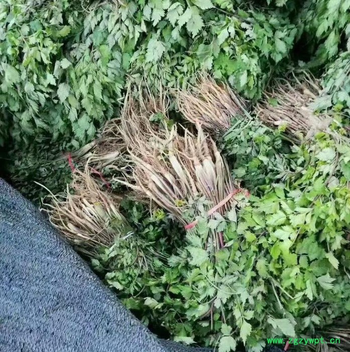 中药材当归种苗出售图2