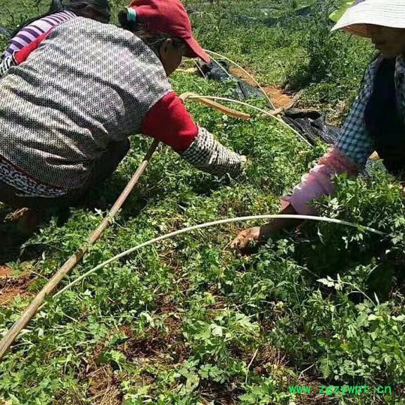 中药材当归种苗出售图3