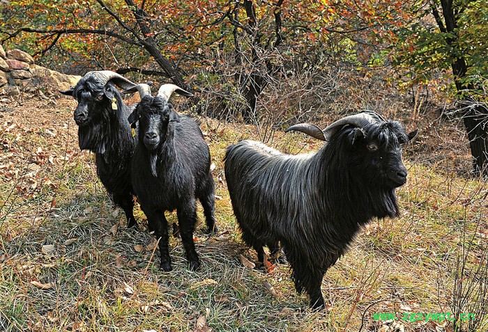 陇原e生态黑山羊，食草鸡，土鸡蛋，道地中药材图3