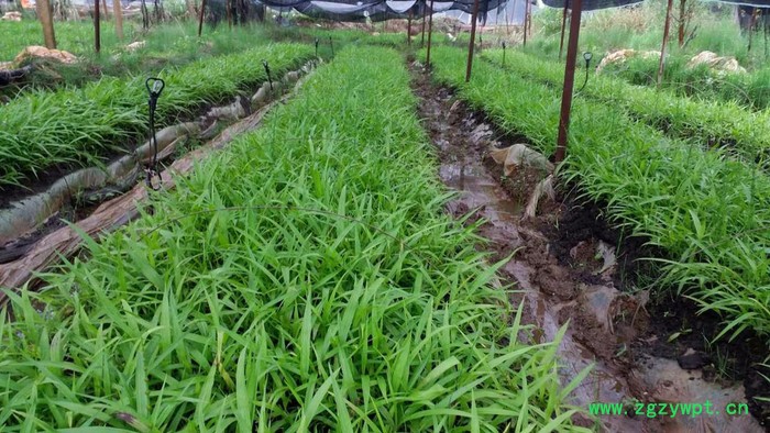昆明专业白芨种苗种植基地　白芨种植方法　白芨种植公司云泽农业　云南中药材种植yzzz168图5