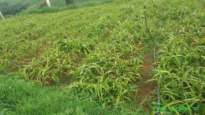 昆明专业白芨种苗种植基地　白芨种植方法　白芨种植公司云泽农业　云南中药材种植yzzz168图2