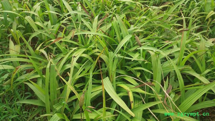 昆明专业白芨种苗种植基地　白芨种植方法　白芨种植公司云泽农业　云南中药材种植yzzz168图3