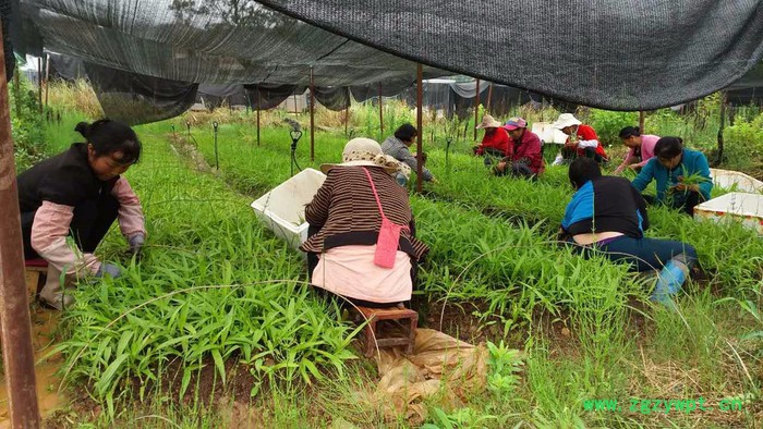 昆明专业白芨种苗种植基地　白芨种植方法　白芨种植公司云泽农业　云南中药材种植yzzz168图4