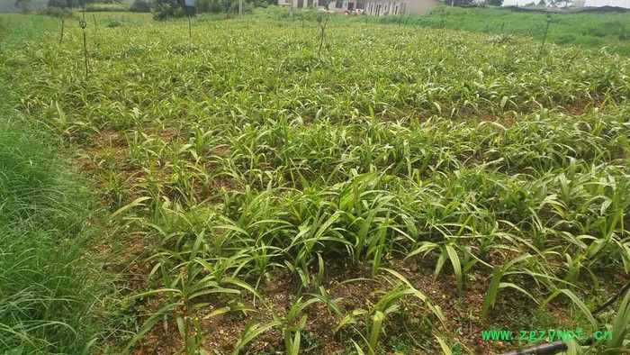 昆明专业白芨种苗种植基地　白芨种植方法　白芨种植公司云泽农业　云南中药材种植yzzz168