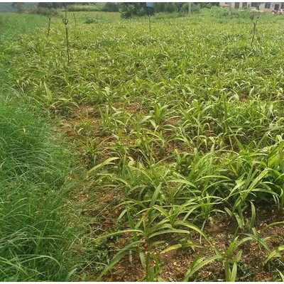 昆明专业白芨种苗种植基地　白芨种植方法　白芨种植公司云泽农业　云南中药材种植yzzz168