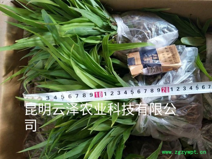 紫花三叉白芨组培驯化苗  云仙堂    白芨种苗 四川 云南 贵州 广西 厂家直供一手白芨种苗  中药种植  白及图5