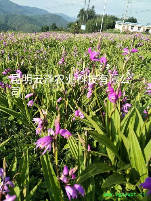 紫花三叉白芨组培驯化苗  云仙堂    白芨种苗 四川 云南 贵州 广西 厂家直供一手白芨种苗  中药种植  白及图8