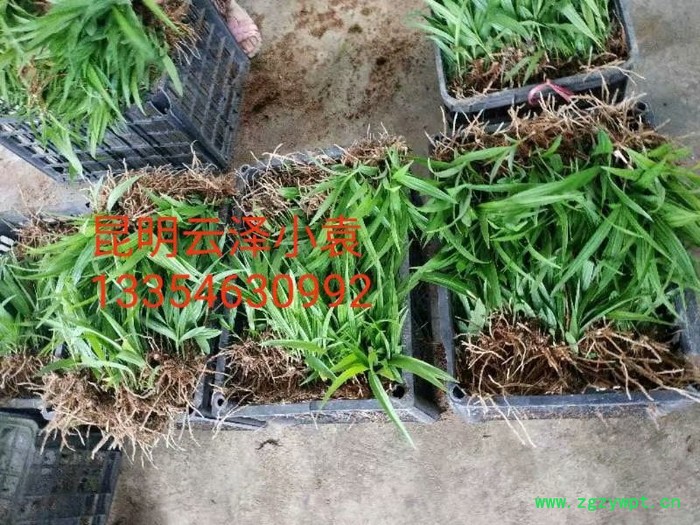 紫花三叉白芨组培驯化苗  云仙堂    白芨种苗 四川 云南 贵州 广西 厂家直供一手白芨种苗  中药种植  白及图3