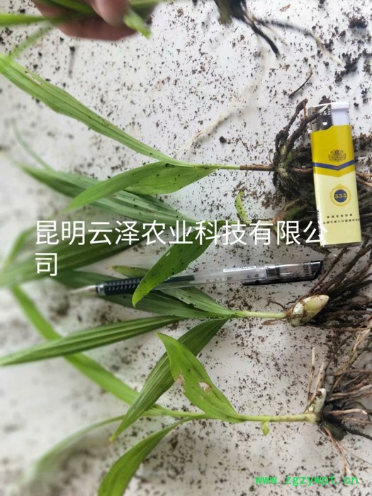 紫花三叉白芨组培驯化苗  云仙堂    白芨种苗 四川 云南 贵州 广西 厂家直供一手白芨种苗  中药种植  白及图7