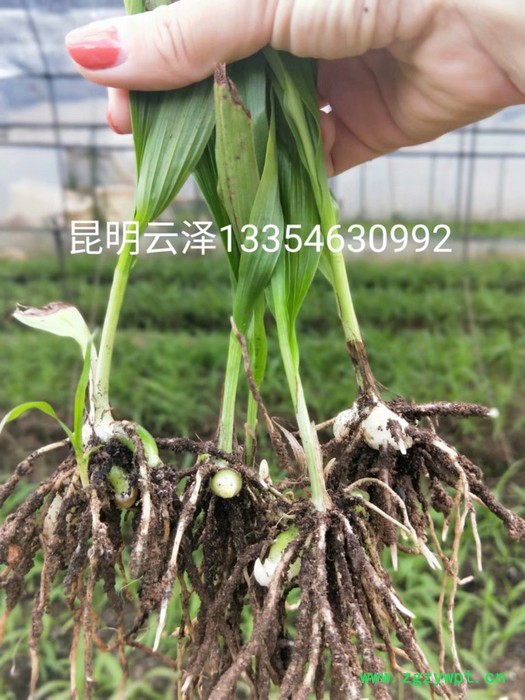 紫花三叉白芨组培驯化苗  云仙堂    白芨种苗 四川 云南 贵州 广西 厂家直供一手白芨种苗  中药种植  白及图6