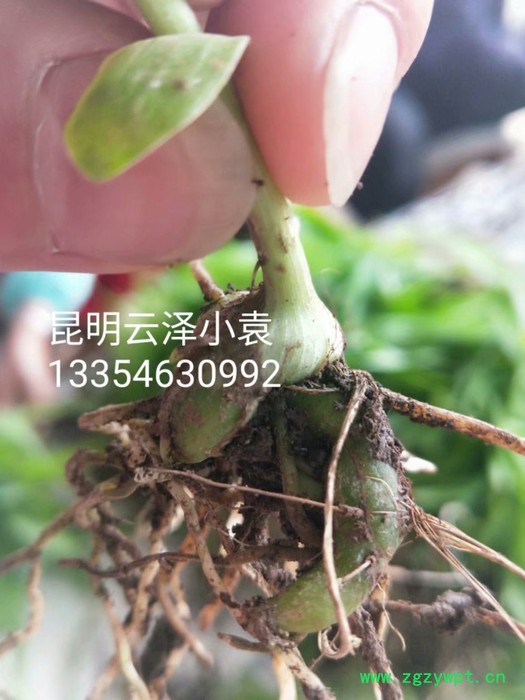 紫花三叉白芨组培驯化苗  云仙堂    白芨种苗 四川 云南 贵州 广西 厂家直供一手白芨种苗  中药种植  白及图4