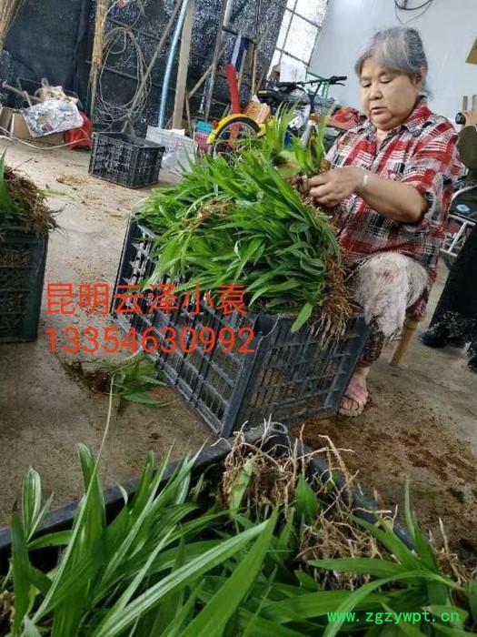 紫花三叉白芨组培驯化苗  云仙堂    白芨种苗 四川 云南 贵州 广西 厂家直供一手白芨种苗  中药种植  白及图2