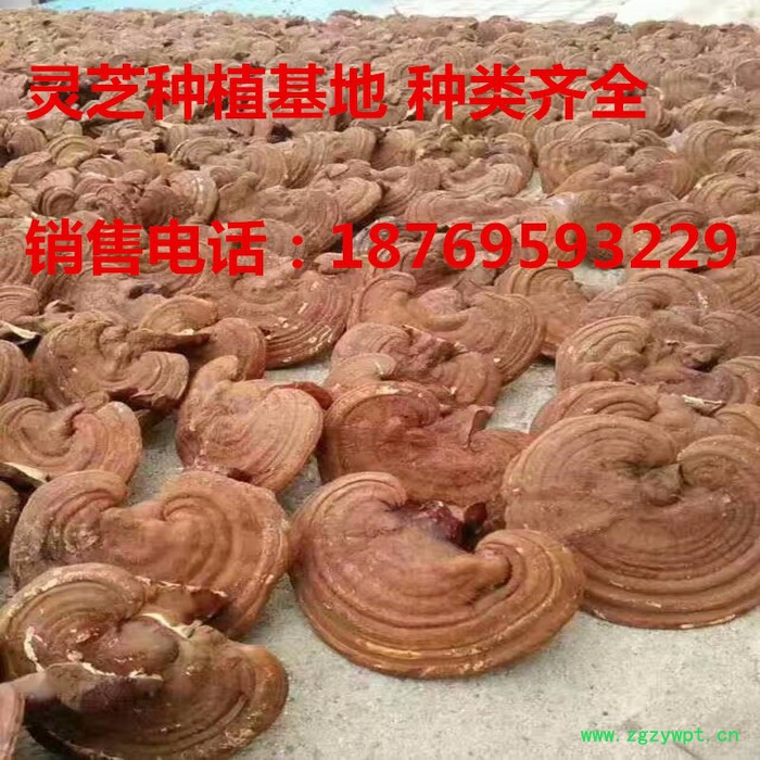 山东基地直销灵芝 批发中药 药食同源 **灵芝个子 量大价优图2