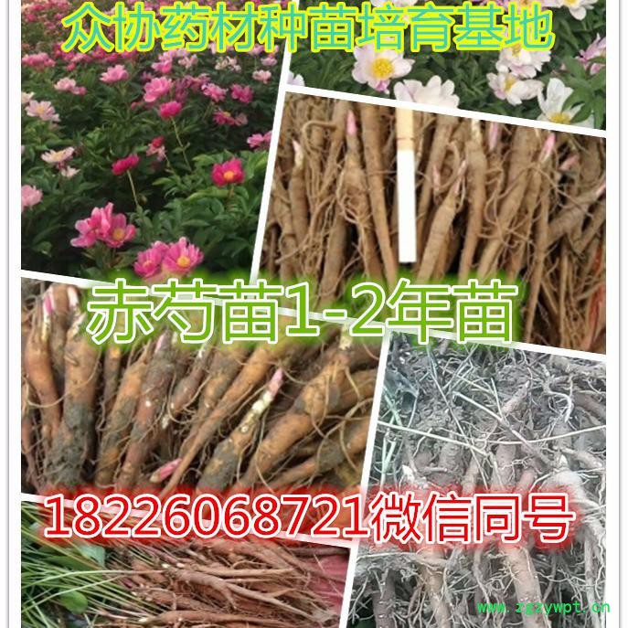 中药材赤芍苗 基地直销赤芍种苗 芍药苗 芍药种苗可批发 赤芍苗价格包邮图6